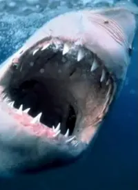 《海洋捕食者》震撼揭秘！深海猎杀的残酷真相与生存法则