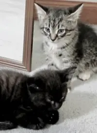 《萌宠记》：触动心灵的暖心纪录片，毛茸茸的快乐治愈一切，你的专属快乐源泉！