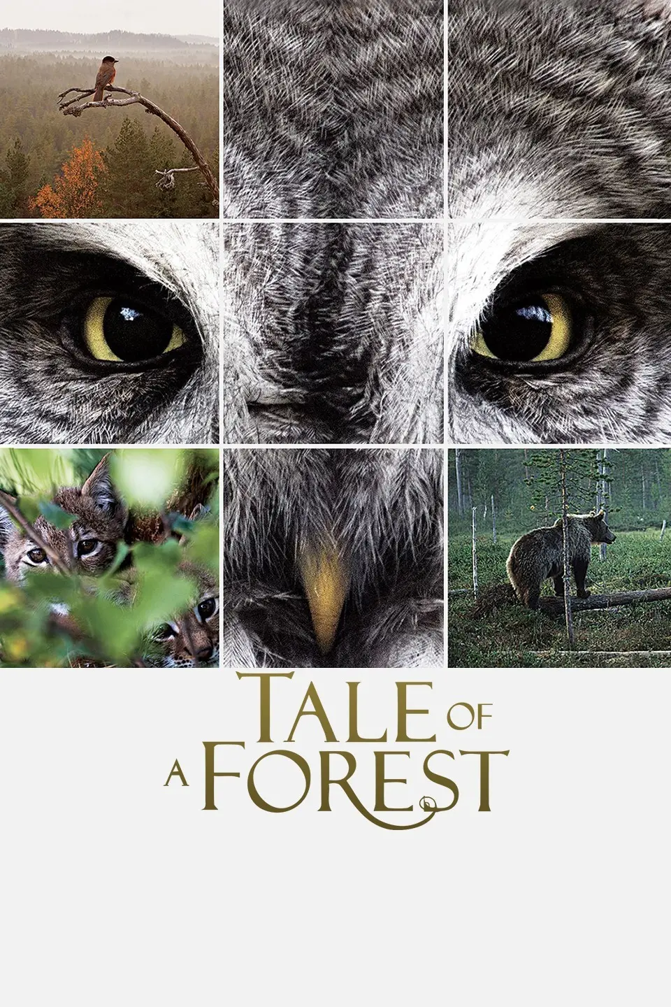 《森之传说》：穿越奇幻森林的“最弱职业”逆袭！一场关于美食与勇气的浪漫冒险